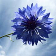 Blue Sky Blue Flower Art Print