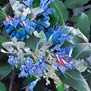 Blue Splash - Flowers Of Spring Art Print