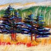 Blue Spruce Stand Art Print