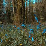Bluebells In Lismore Forest Art Print