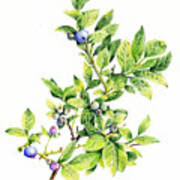Blueberry Branch Art Print