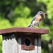 Bluebird Breakfast Feeding Art Print