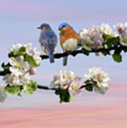 Bluebirds In Apple Tree Art Print