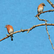 Bluebirds On A Crazy Limb Art Print