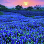 Bluebonnet Sunrise Art Print