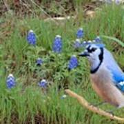 Bluejay In The Bluebonnets Art Print