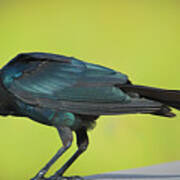 Boat-tailed Grackle Male Art Print