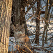 Bobcat Art Print