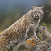 Bobcat Mother And Kittens North America Art Print