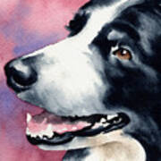 Border Collie Art Print