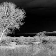 Bosque Del Apache - Infrared Art Print