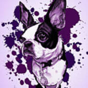 Boston Terrier - Purple Paint Splatter Art Print