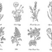 Botanical Flowers Decorative Drawing Art Print