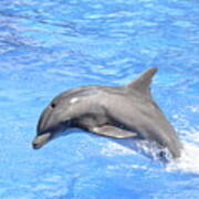 Bottlenose Dolphin Jumping In Pool Art Print