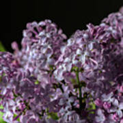 Bouquet Of Lilacs Art Print
