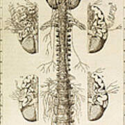 Brain, Nervous System, Illustration Art Print
