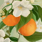 Branch Of Orange Tree In Bloom Art Print