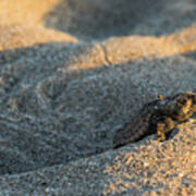 Brave Beginnings Sea Turtle Hatchling Delray Beach Florida Art Print