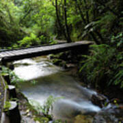 Bridge In Forest Art Print