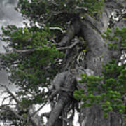 Bristlecone Pine Tree On The Rim Of Crater Lake - Oregon Art Print