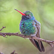 Broad-billed Hummingbird 3652 Art Print