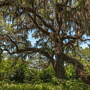 Brookgreen Gardens Live Oak Tree Art Print