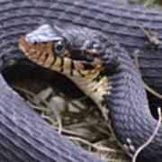 Brown Banded Snake Profile Art Print
