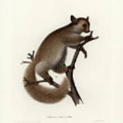 Brown Greater Galago Or Thick-tailed Bushbaby Art Print