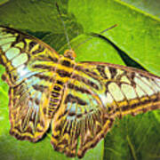Brown-green Butterfly Art Print