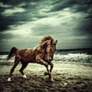 Brown Horse Galloping On The Coastline Art Print