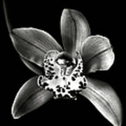 Brown Orchid In Black And White Art Print