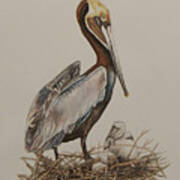 Brown Pelican And Chicks Art Print