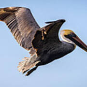 Brown Pelican In Flight - Pelecanus Occidentalis Art Print