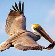 Brown Pelican In Flight - Two Art Print
