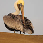 Brown Pelican Preening Feathers On Shifting Sands Art Print