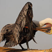 Brown Pelican With An Acrobatic Lean And Preen Art Print