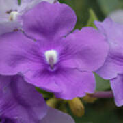 Brunfelsia Pauciflora Jardin Botanico Del Quindio Colombia Art Print