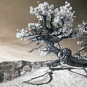Bryce Canyon Tree Sculpture Art Print