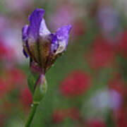 Budding Purple Iris Art Print