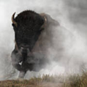 Buffalo Emerging From The Fog Art Print