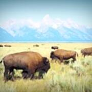 Buffalo Roam, Smokey Grand Tetons, Wyoming Art Print