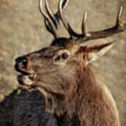 Bugling Elk Art Print