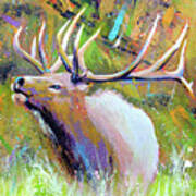 Bugling Elk Art Print