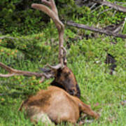 Bull Elk #2 Art Print