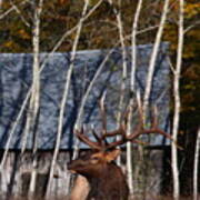 Bull Elk At Clark Homestead Art Print