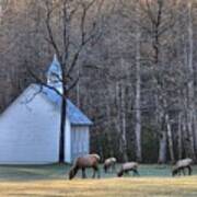 Bull Elk Attending Palmer Chapel  In The Great Smoky Mountains National Park Art Print