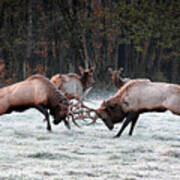 Bull Elk Fighting In Boxley Valley Art Print