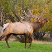 Bull Elk In Rutting Season Art Print
