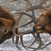 Bull Elk In The Rut-signed Art Print