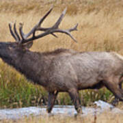 Bull Elk In Yellowstone Art Print